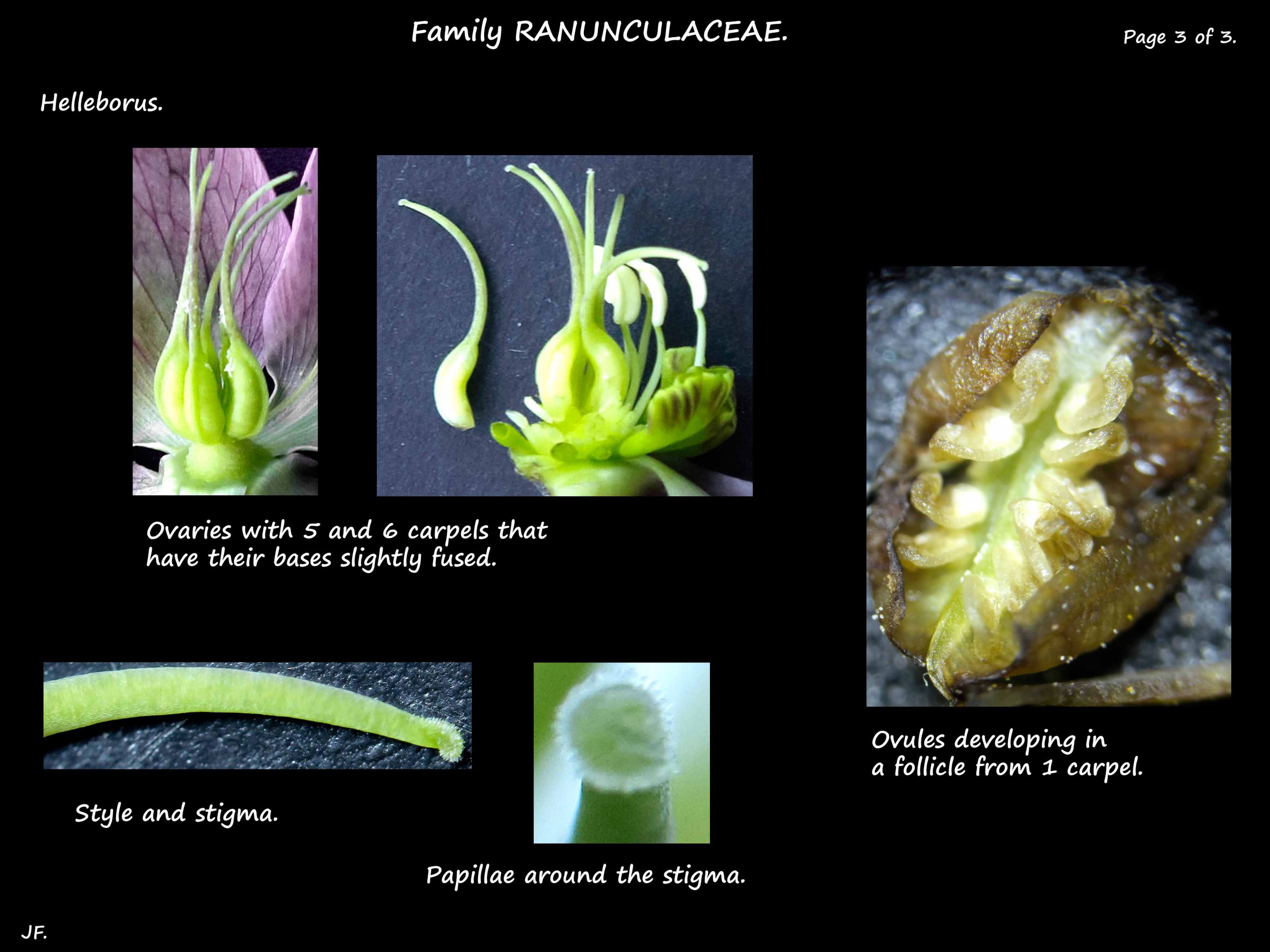 3 Helleborus ovary